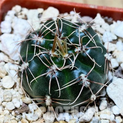 YAR35223 Gymnocalycium taningaense STO868