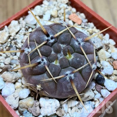 YAR35224 Gymnocalycium borthii ssp. nogolense VG 684
