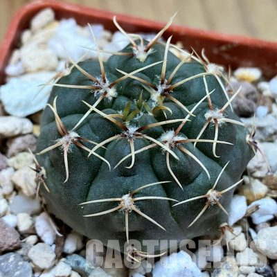 YAR35225 Gymnocalycium taningaense STO868