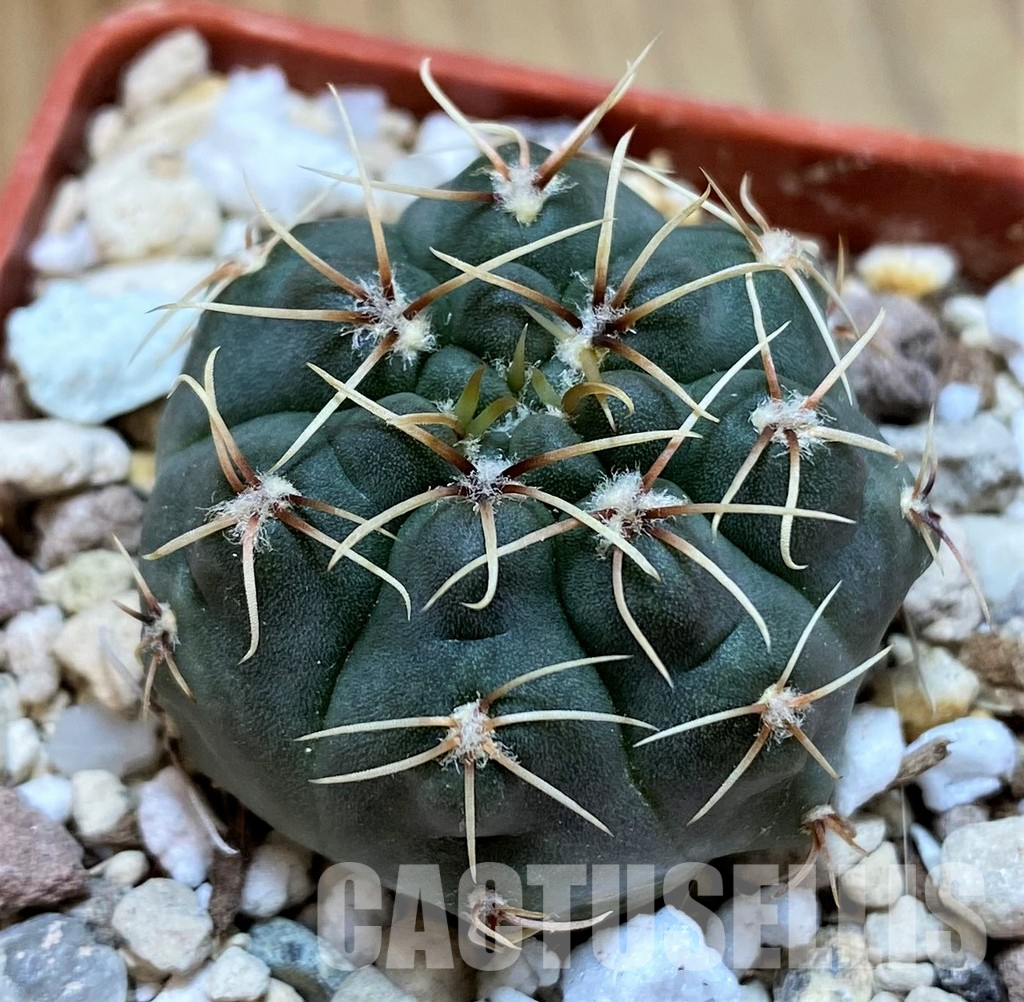 YAR35225 Gymnocalycium taningaense STO868