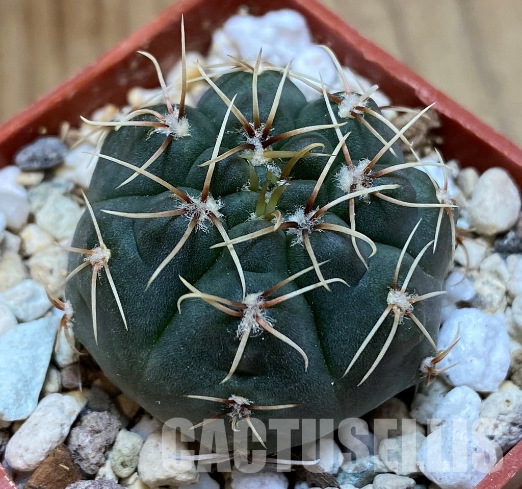 YAR35225 Gymnocalycium taningaense STO868 - Image 2