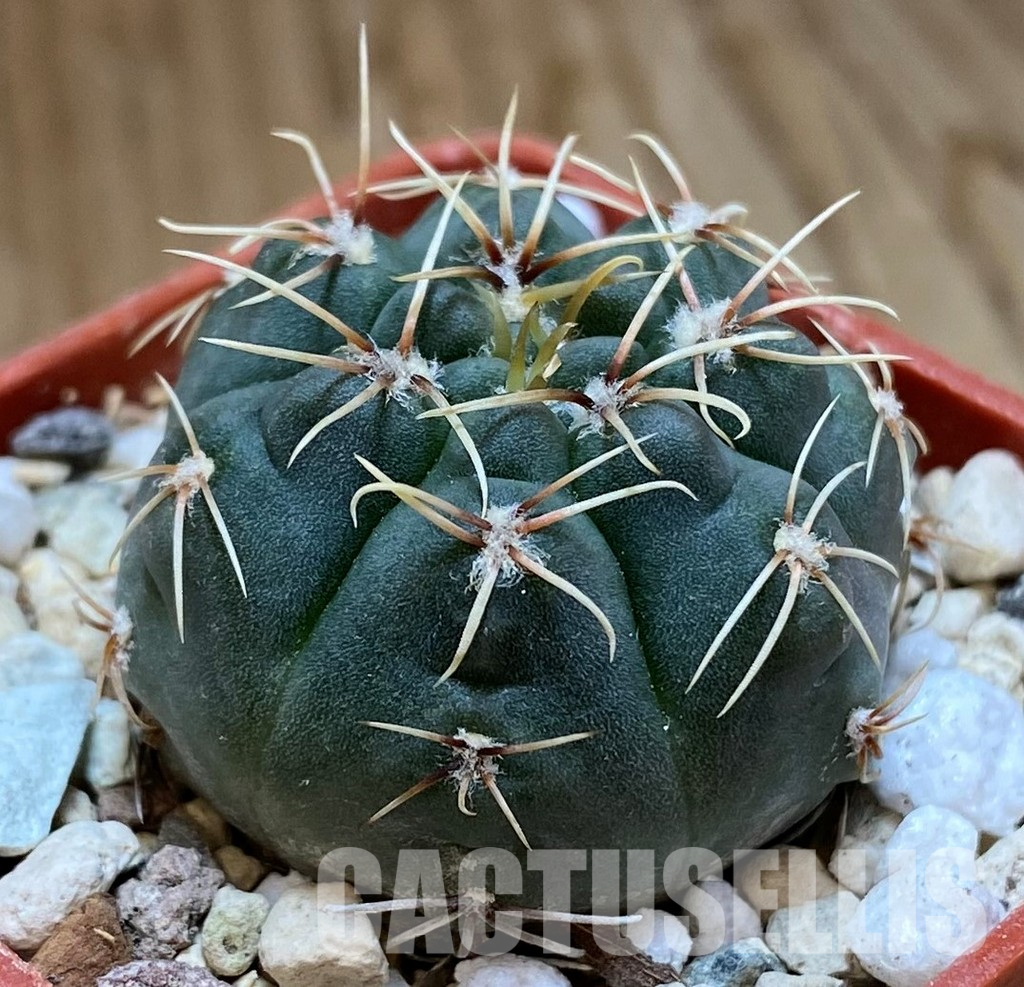 YAR35225 Gymnocalycium taningaense STO868 - Image 3