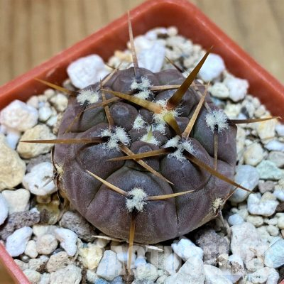 YAR35226 Gymnocalycium borthii ssp. nogolense VG 684