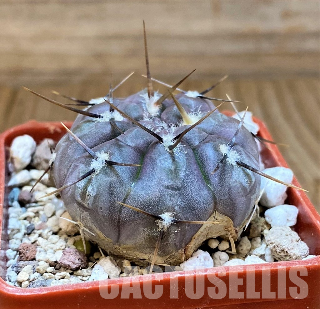YAR35227 Gymnocalycium borthii ssp. nogolense VG 684 - Image 2