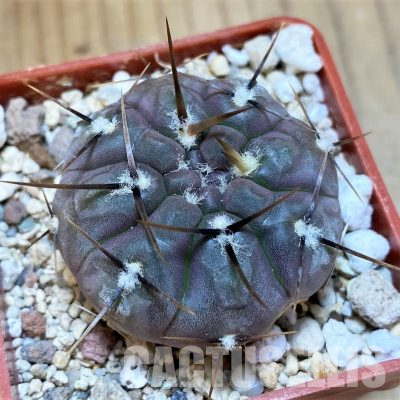 YAR35227 Gymnocalycium borthii ssp. nogolense VG 684