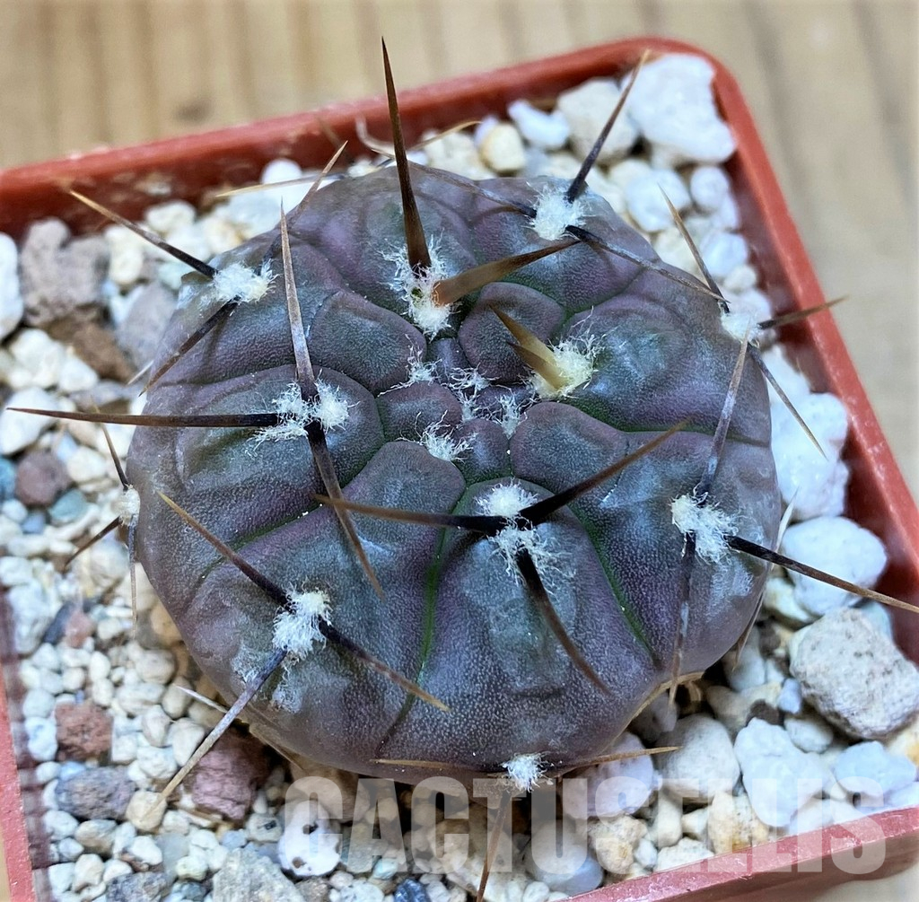 YAR35227 Gymnocalycium borthii ssp. nogolense VG 684