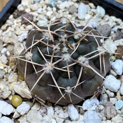 YAR35228 Gymnocalycium sp. ovati BKN93A