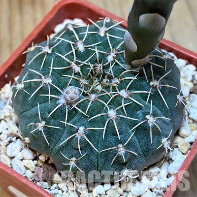 YAR35229 Gymnocalycium stellatum v. kleinianum VG283