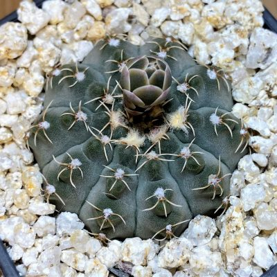YAR35230 Gymnocalycium stellatum f. costata STO 416/3