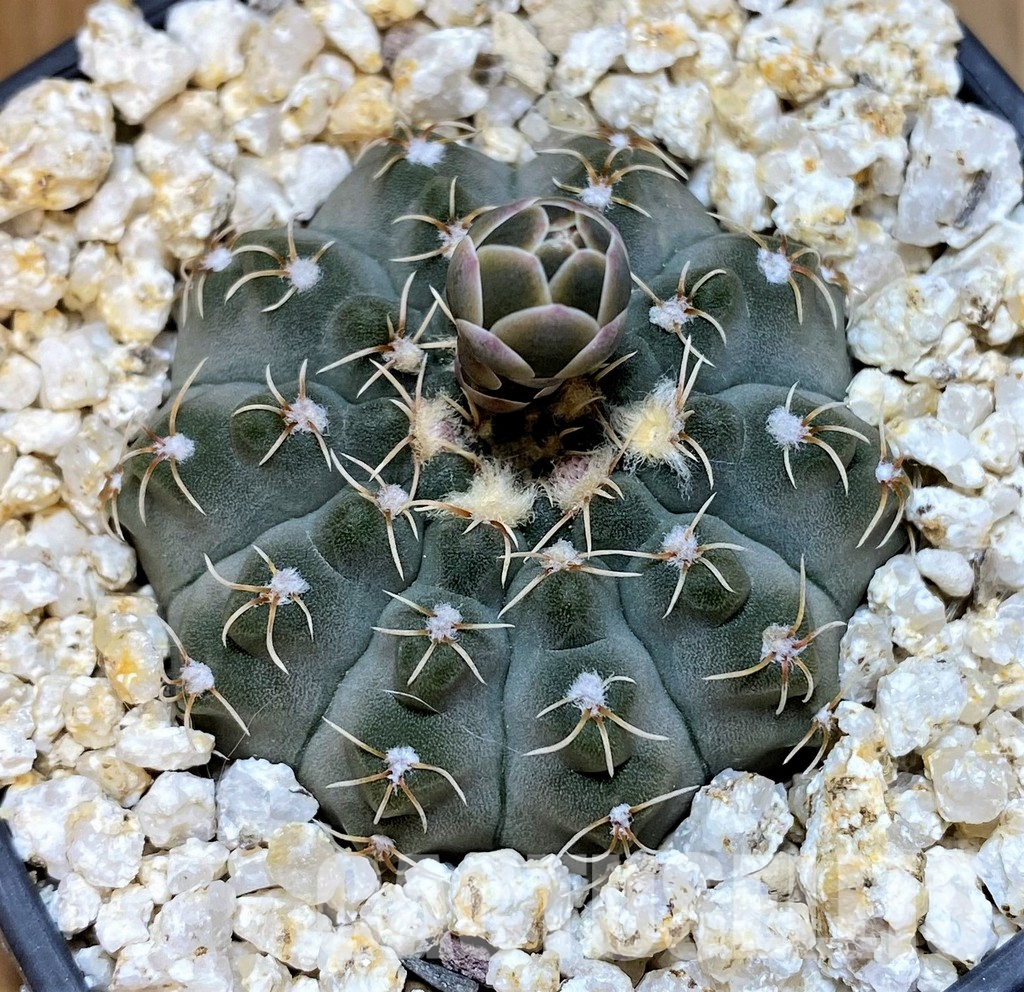 YAR35230 Gymnocalycium stellatum f. costata STO 416/3