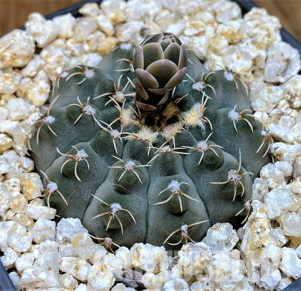 YAR35230 Gymnocalycium stellatum f. costata STO 416/3 - Image 2