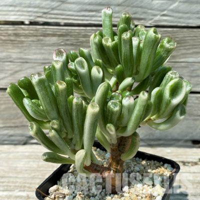 SH36404 Crassula ovata ‘Gollum’ f. variegata