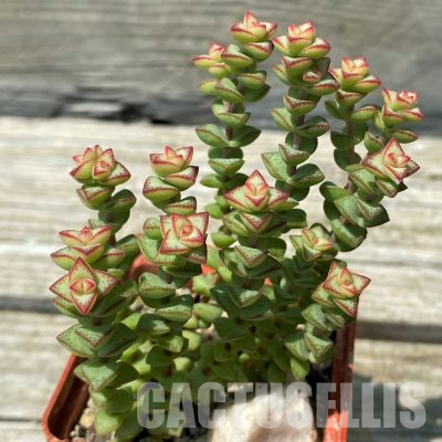 SH36405 Crassula rupestris v. monticola