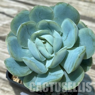 SH36376 Echeveria elegans hybrid