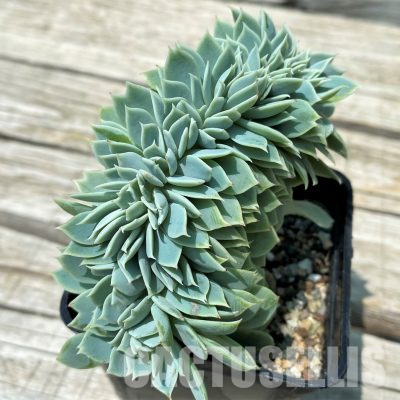 SH36377 Echeveria hybrid f. cristata