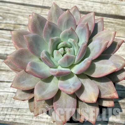 SH36378 Graptoveria 'Opalina' hybrid