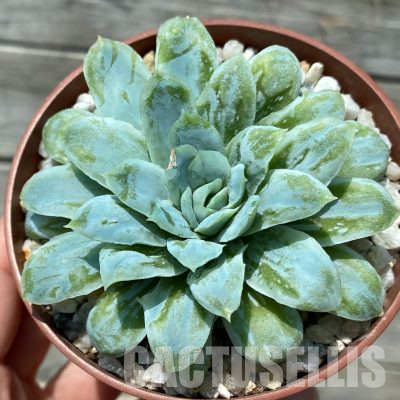 SH36373 Echeveria ‘Hades’