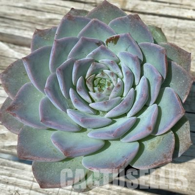 SH36379 Echeveria 'Violet Queen'