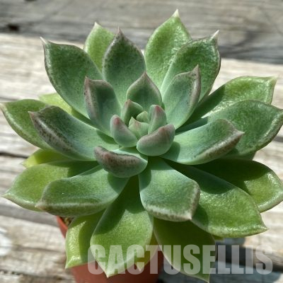 SH36380 Graptoveria 'Melody'