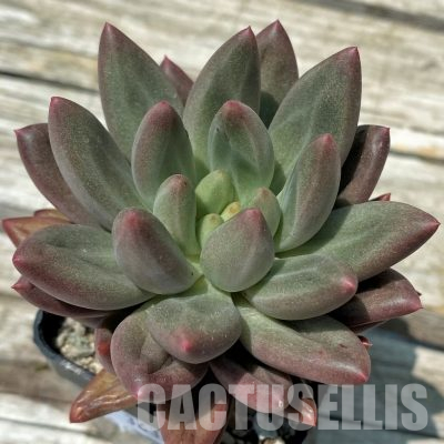 SH36381 Pachyphytum ‘Red Dragonfly’
