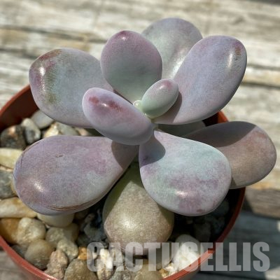 SH36382 Pachyphytum ‘Momobijn’