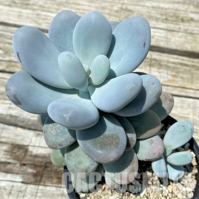 SH36383 Pachyphytum oviferum