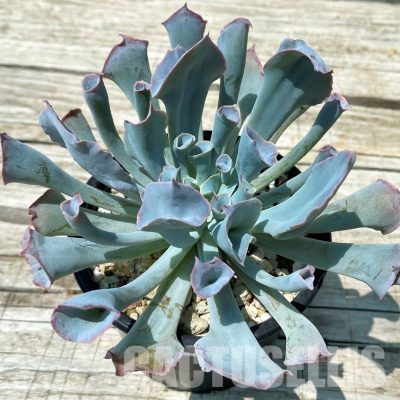SH36384 Echeveria ‘Trumpet Pinky’ hybrid