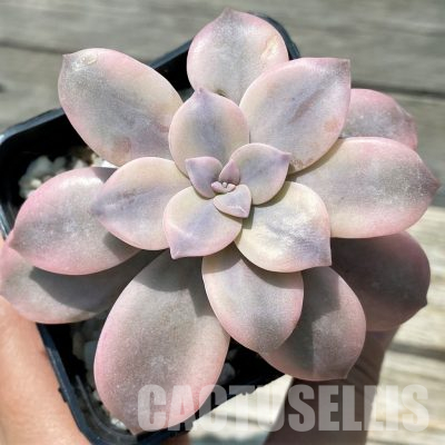 SH36385 Graptopetalum pentandrum ssp. superbum f. variegata