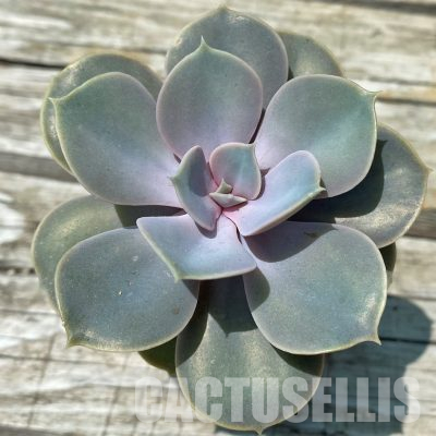 SH36386 Echeveria 'Perle Von Nurnberg'
