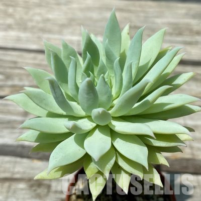 SH36387 Sedeveria 'Fanfare'