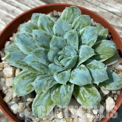 SH36374 Echeveria ‘Hades’