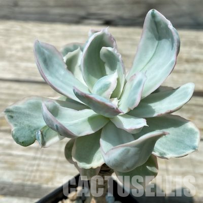 SH36388 Echeveria 'Berkeley Light' f.  variegata