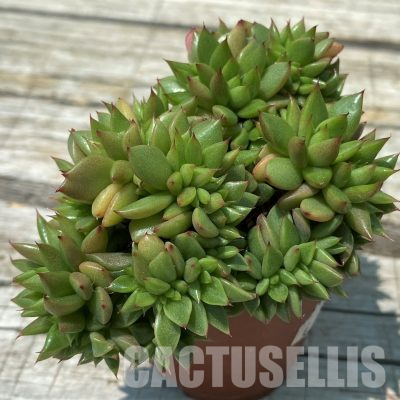 SH36389 Echeveria agavoides f. cristata