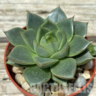 SH36390 Echeveria purpusorum 'Green Gilva'