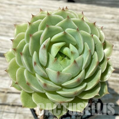 SH36391 Echeveria 'Ben Badis'
