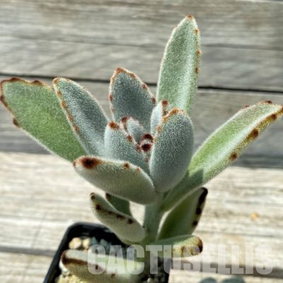 SH36392 Kalanchoe tomentosa
