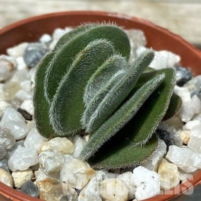 SH36393 Crassula tomentosa