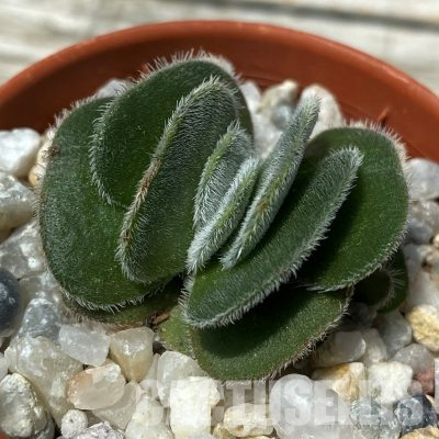 SH36394 Crassula tomentosa