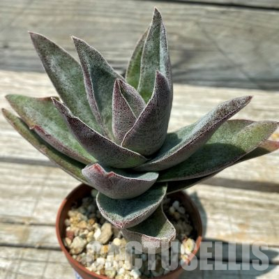 SH36395 Crassula ‘Garnet Lotus’