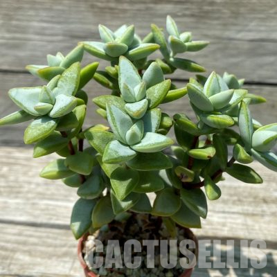 SH36396 Crassula rupestris