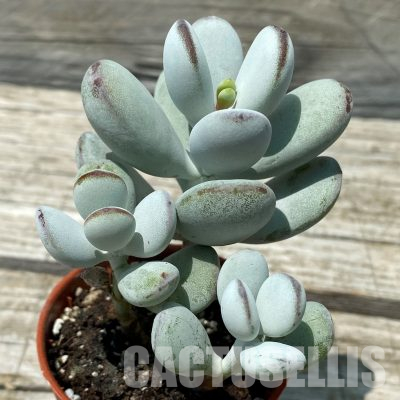 SH36397 Cotyledon orbiculata 'Higginsiae'