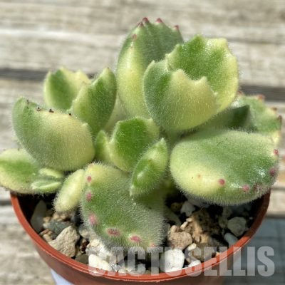 SH36398 Cotyledon tomentosa f. variegata