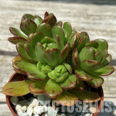 SH36399 Aeonium sedifolium hybrid