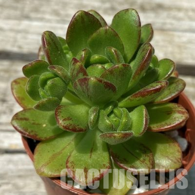 SH36400 Aeonium sedifolium hybrid