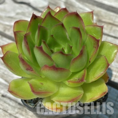 SH36375 Echeveria ‘Purple Butterfly’