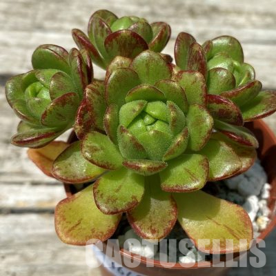 SH36401 Aeonium sedifolium hybrid