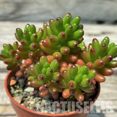 SH36402 Sedum rubrotinctum