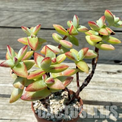 SH36403 Crassula rupestris 'High Voltage'