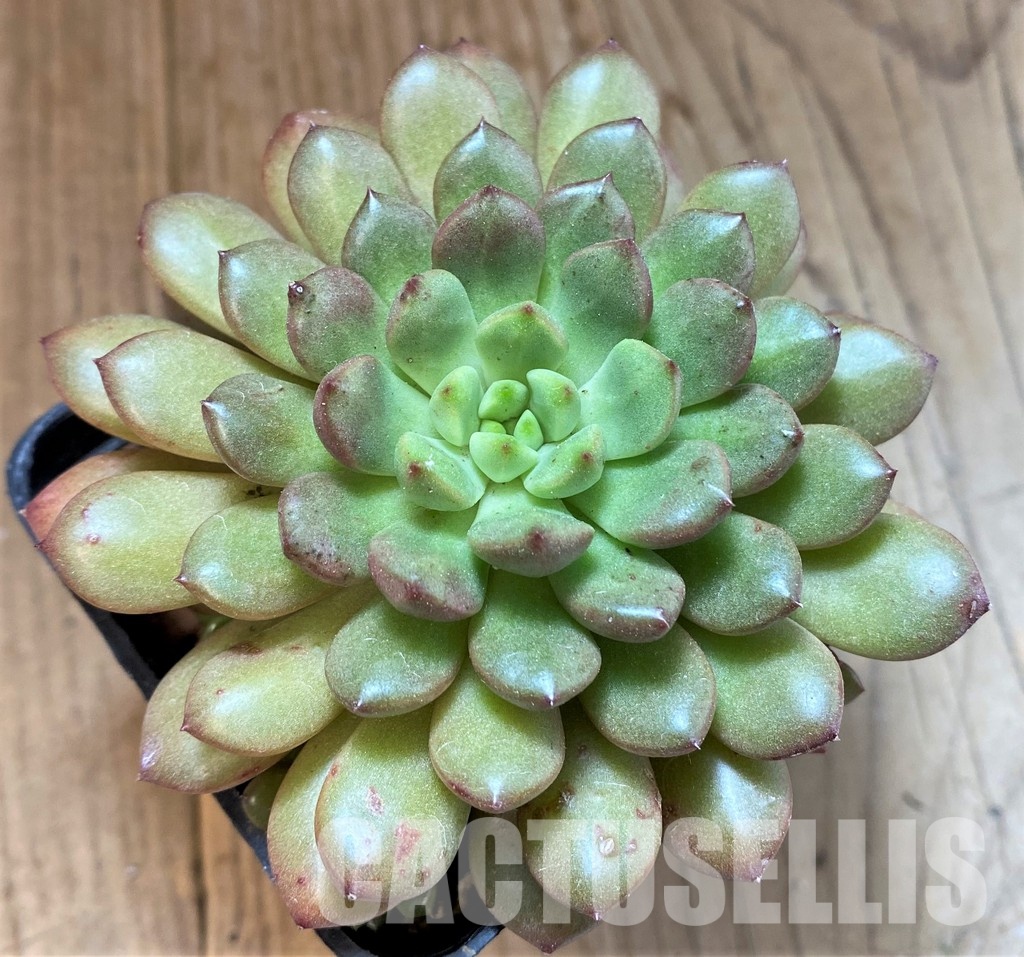 SH34893 Sedeveria ‘Pink Ruby’ - Image 2