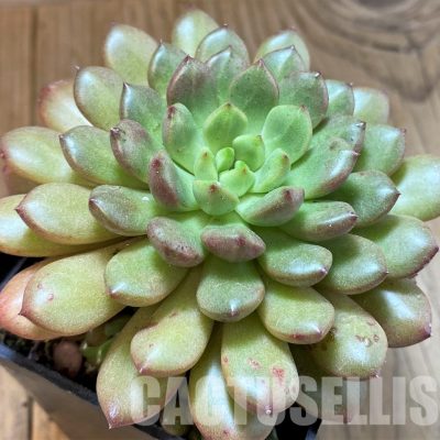 SH34893 Sedeveria ‘Pink Ruby’